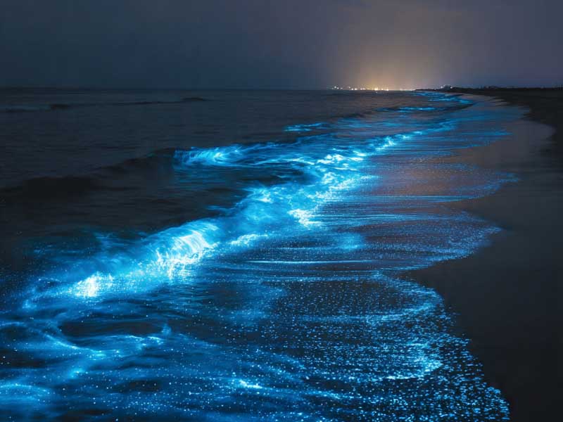 Bioluminesensi Laut